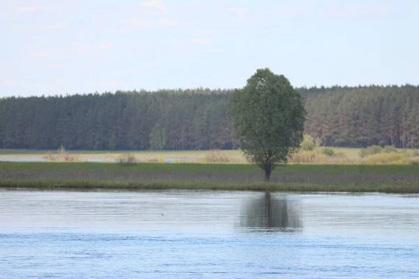 Parco Naturale Nazionale Mezinsky Ucraina — Foto Stock