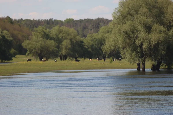 Mezinsky Ulusal Doğa Parkı Ukrayna — Stok fotoğraf