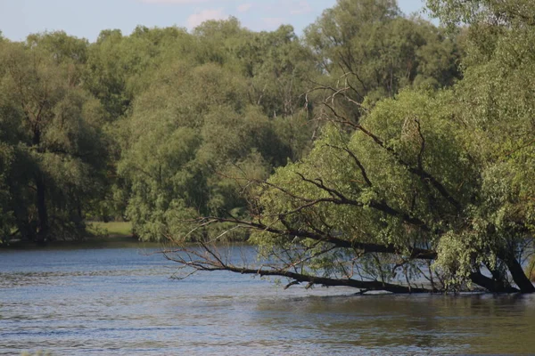 Parque Nacional Naturaleza Mezinsky Ucrania — Foto de Stock