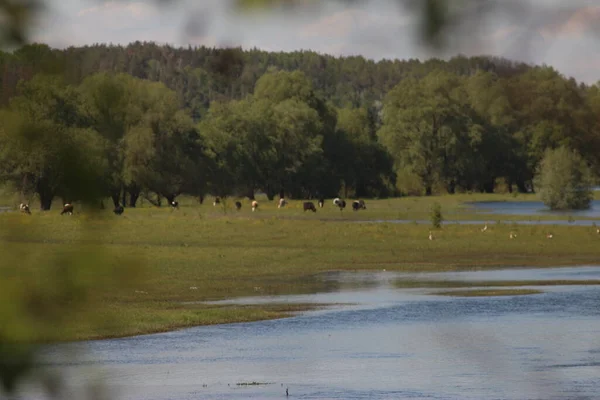 Mezinsky Nationaal Natuurpark Oekraïne — Stockfoto