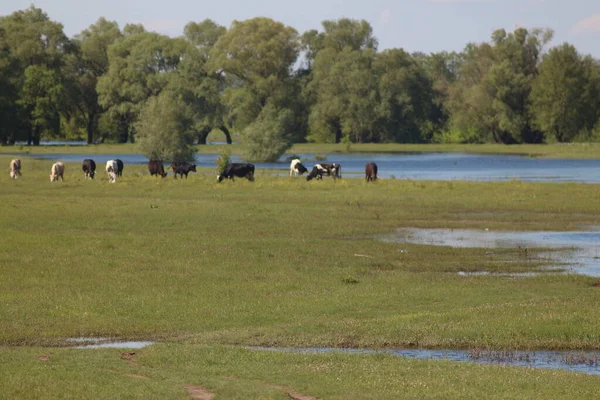 Mezinsky Nationalpark Ukraine — Stockfoto