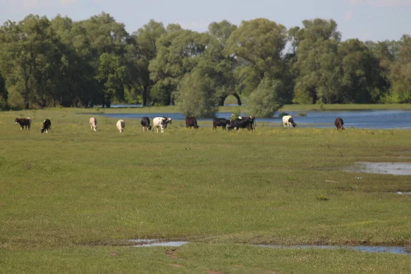 Parco Naturale Nazionale Mezinsky Ucraina — Foto Stock