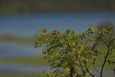 Mezinsky Ulusal Doğa Parkı, Ukrayna