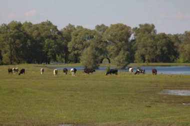 Mezinsky Ulusal Doğa Parkı, Ukrayna