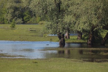Mezinsky Ulusal Doğa Parkı, Ukrayna