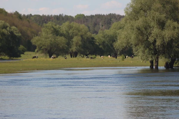 Mezinsky National Nature Park Ukraina — Stockfoto