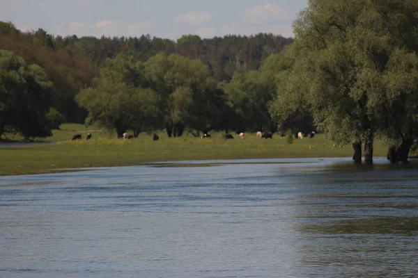 Mezinsky National Nature Park Ukraine — Stock Photo, Image