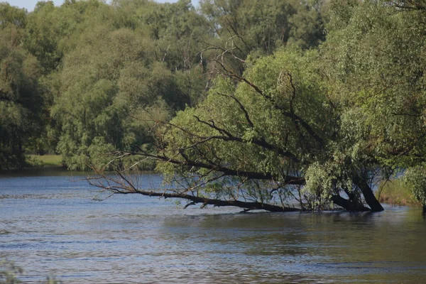 Parco Naturale Nazionale Mezinsky Ucraina — Foto Stock