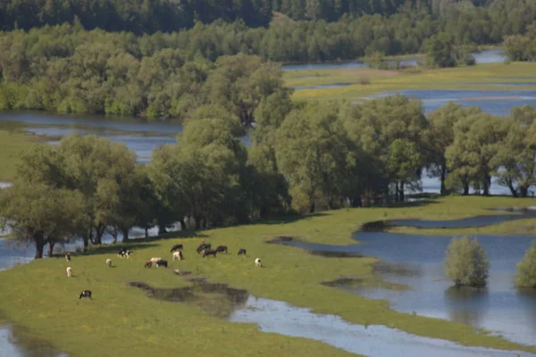 Parco Naturale Nazionale Mezinsky Ucraina — Foto Stock