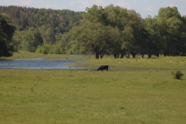 Národní Přírodní Park Mezinsky Ukrajina — Stock fotografie