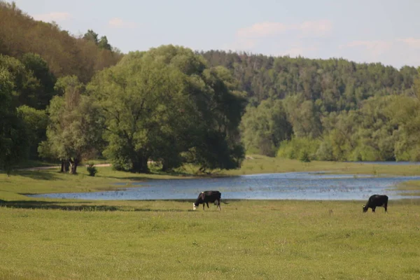 Parco Naturale Nazionale Mezinsky Ucraina — Foto Stock