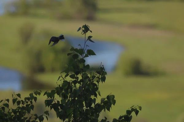 Mezinszkij Nemzeti Természetvédelmi Park Ukrajna — Stock Fotó