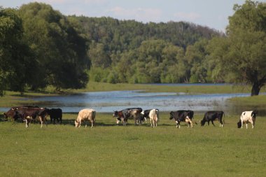 Çayırda otlayan İnekler