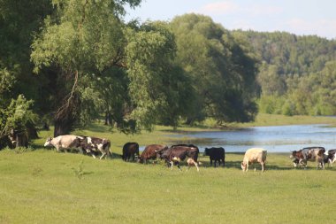 Çayırda otlayan İnekler