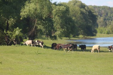 Çayırda otlayan İnekler