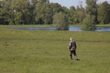 Çayırda otlayan İnekler