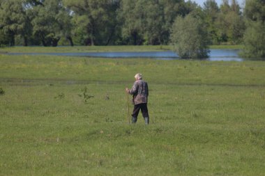 Çayırda otlayan İnekler
