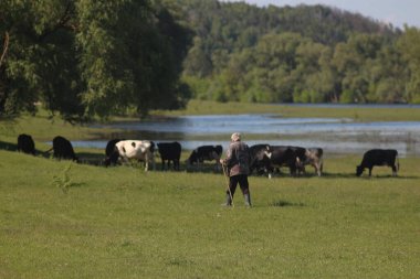 Çayırda otlayan İnekler