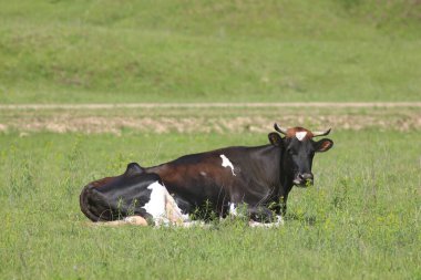 Çayırda otlayan İnekler