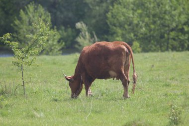 Çayırda otlayan İnekler