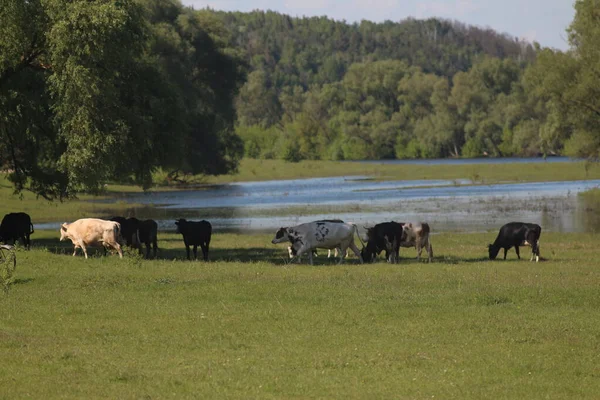 Cows Graze Meadow — Stock Photo, Image
