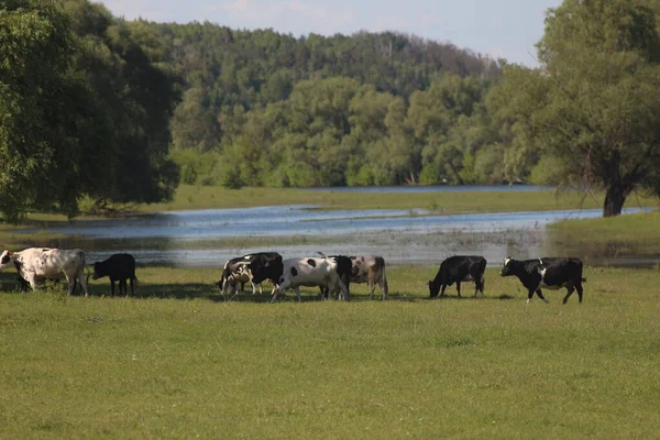Krowy Pasą Się Łące — Zdjęcie stockowe