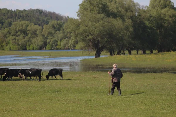 Çayırda otlayan İnekler