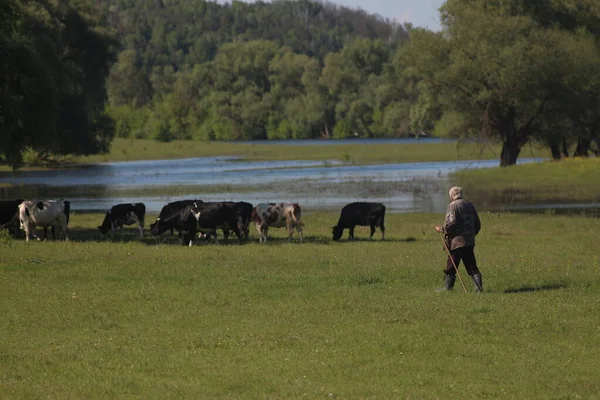 Vacas Graze Prado — Fotografia de Stock