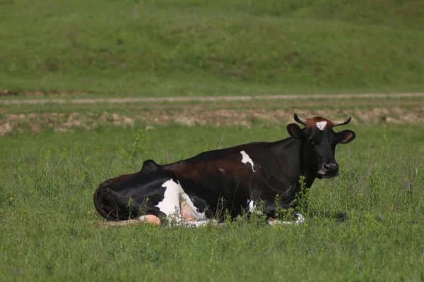 Kühe Grasen Auf Einer Weide — Stockfoto