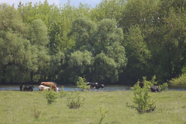 Корови Випасаються Лузі — стокове фото
