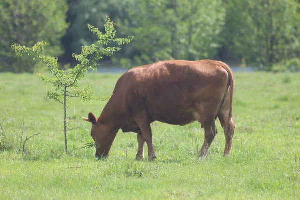 Коров Пасут Лугу — стоковое фото