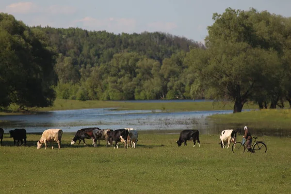 Vacas Graze Prado Imagem De Stock