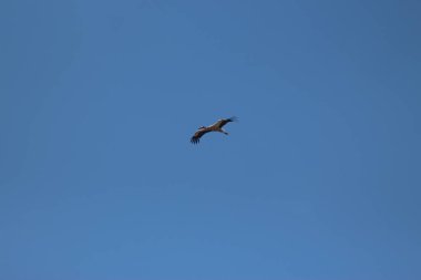 Mezynsky Ulusal Doğa Parkı, Ukrayna 'da Beyaz Leylekler