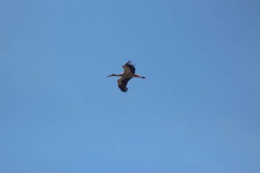 Mezynsky Ulusal Doğa Parkı, Ukrayna 'da Beyaz Leylekler