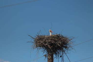 Mezynsky Ulusal Doğa Parkı, Ukrayna 'da Beyaz Leylekler