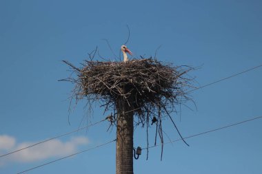 Mezynsky Ulusal Doğa Parkı, Ukrayna 'da Beyaz Leylekler
