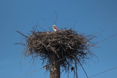 Mezynsky Ulusal Doğa Parkı, Ukrayna 'da Beyaz Leylekler