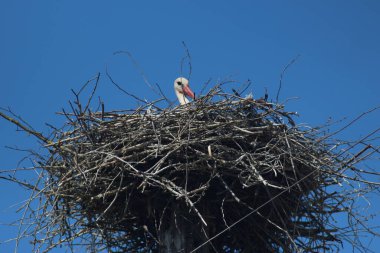 Mezynsky Ulusal Doğa Parkı, Ukrayna 'da Beyaz Leylekler