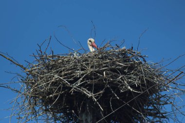 Mezynsky Ulusal Doğa Parkı, Ukrayna 'da Beyaz Leylekler