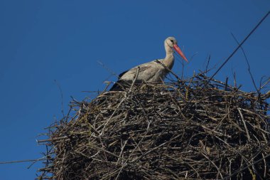 Mezynsky Ulusal Doğa Parkı, Ukrayna 'da Beyaz Leylekler