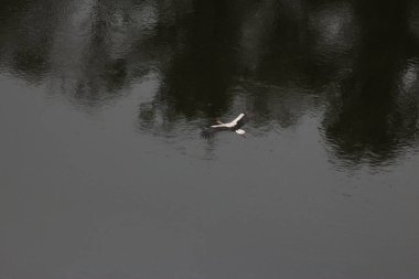 Mezynsky Ulusal Doğa Parkı, Ukrayna 'da Beyaz Leylekler