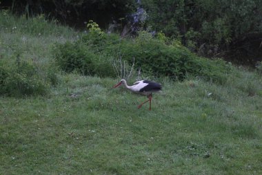 Mezynsky Ulusal Doğa Parkı, Ukrayna 'da Beyaz Leylekler