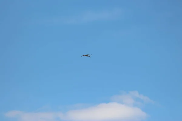 White Storks Mezynsky National Nature Park Ουκρανία — Φωτογραφία Αρχείου