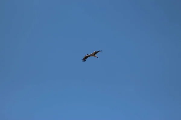 White Storks Mezynsky National Nature Park Ουκρανία — Φωτογραφία Αρχείου