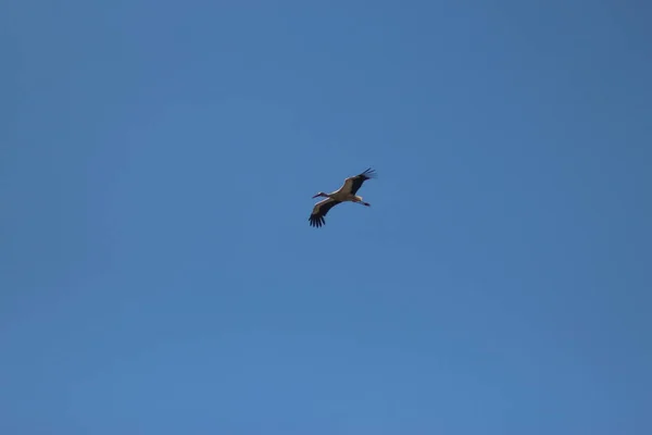 White Storks Mezynsky National Nature Park Ουκρανία — Φωτογραφία Αρχείου