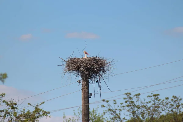 White Storks Mezynsky National Nature Park Ukraine — Stock Photo, Image