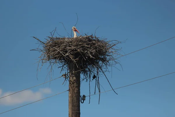 Cigognes Blanches Dans Parc Naturel National Mezynsky Ukraine — Photo