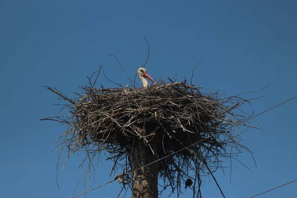 White Storks Mezynsky National Nature Park Ukraine — Stock Photo, Image