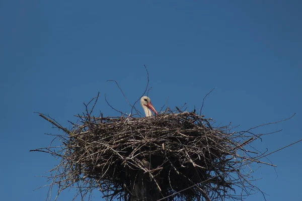 White Storks Mezynsky National Nature Park Ukraine — Stock Photo, Image