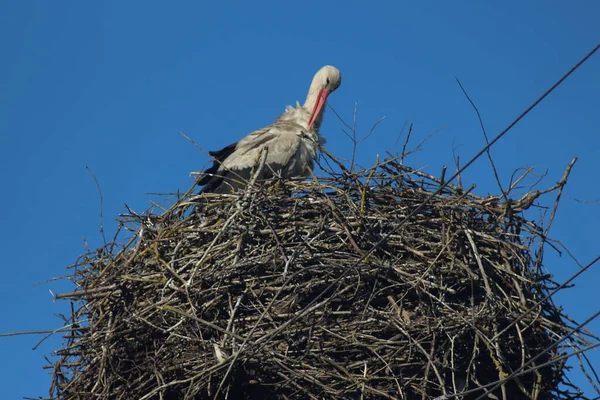 White Storks Mezynsky National Nature Park Ukraine — Stock Photo, Image